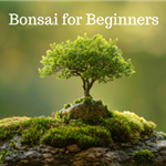 A bonsai tree on a green background.